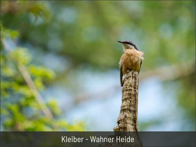Kleiber - Wahner Heide