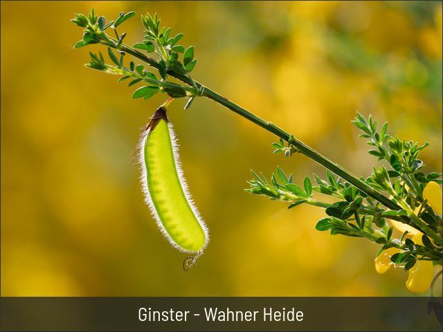 Ginster - Wahner Heide