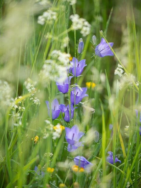 Rundblättrige Glockenblume - Stoffeler Broich