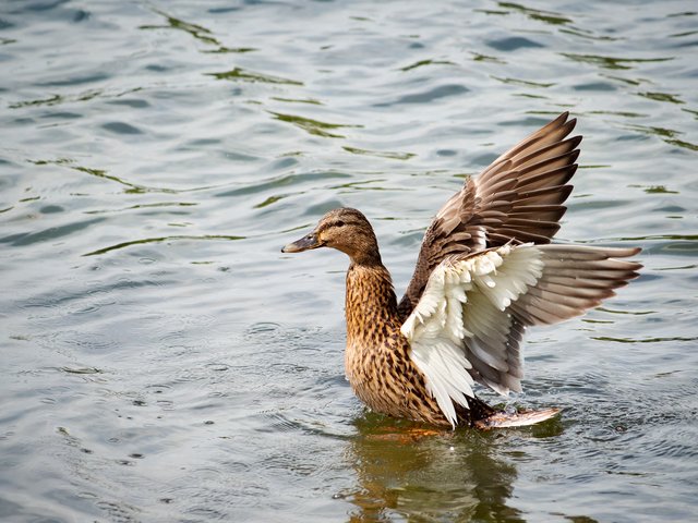 Stockente - Deichsee Düsseldorf