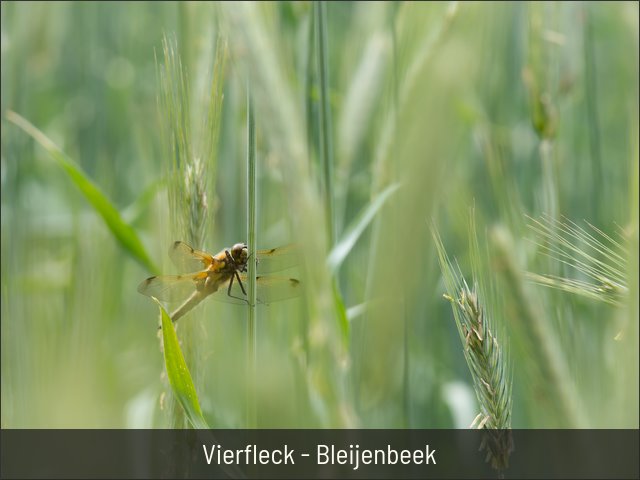 Vierfleck - Bleijenbeek