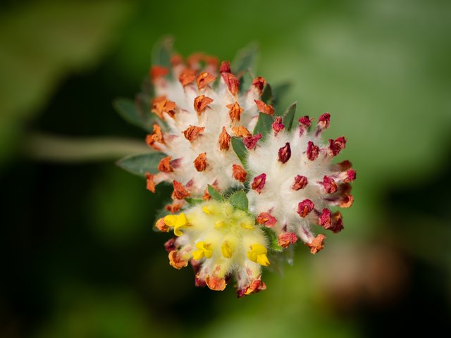 Echter Wundklee - Kirchheller Heide