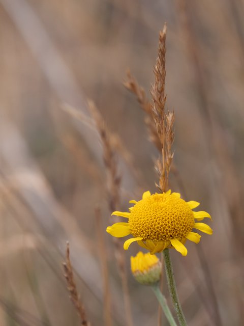 Färberkamille - Halde Haniel