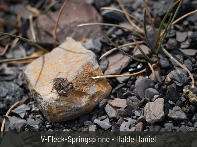 V-Fleck-Springspinne - Halde Haniel