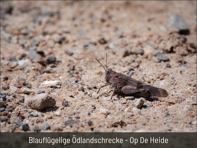 Blauflügelige Ödlandschrecke - Op De Heide