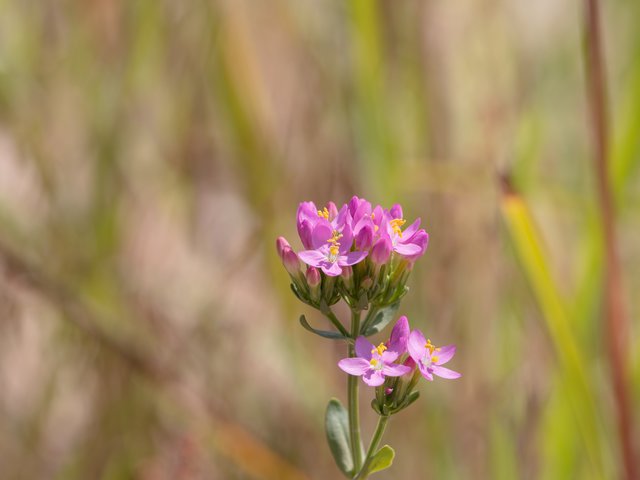 Echtes Tausendgüldenkraut - Op De Heide