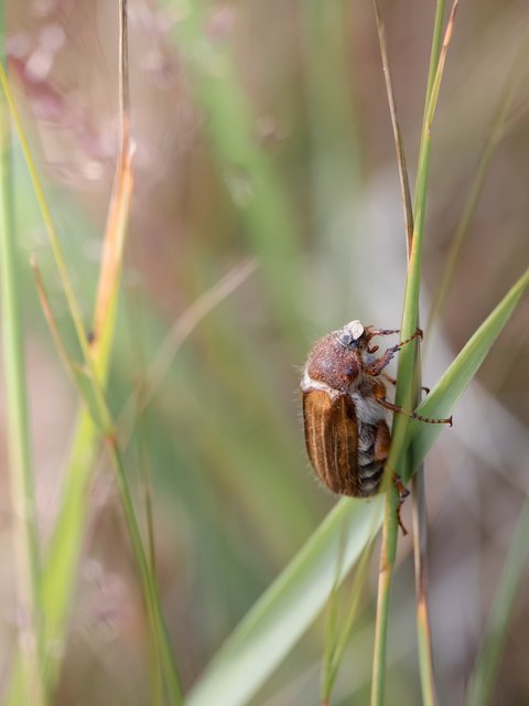 Kleiner Maikäfer - Brachter Wald