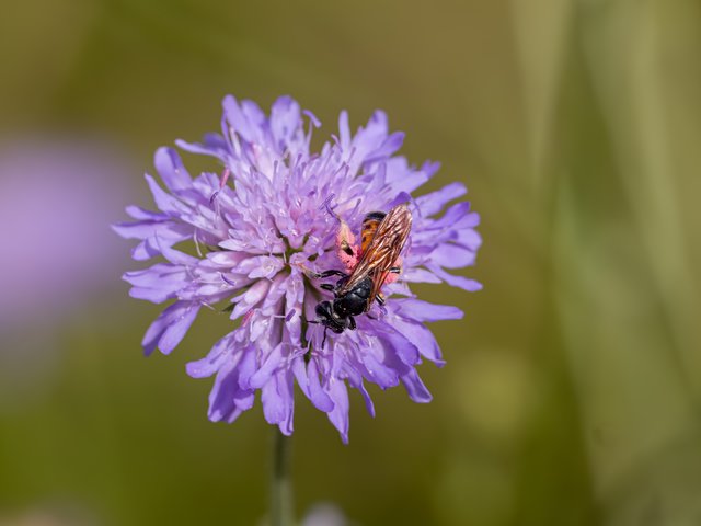 Knautien-Sandbiene - Südpark Düsseldorf