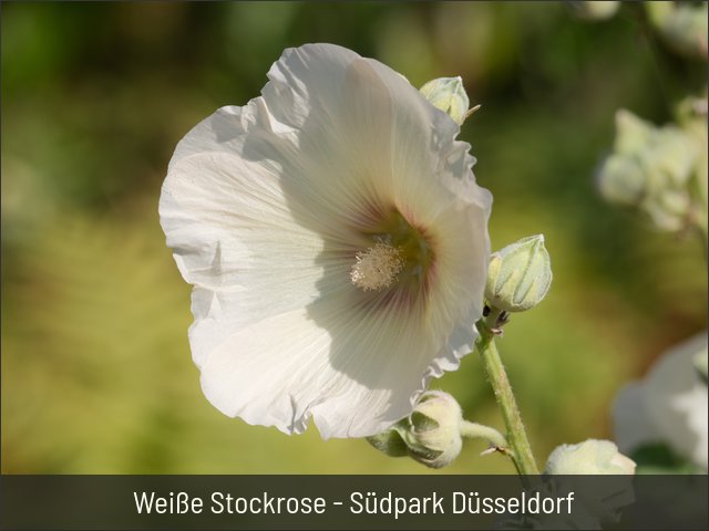 Weiße Stockrose - Südpark Düsseldorf