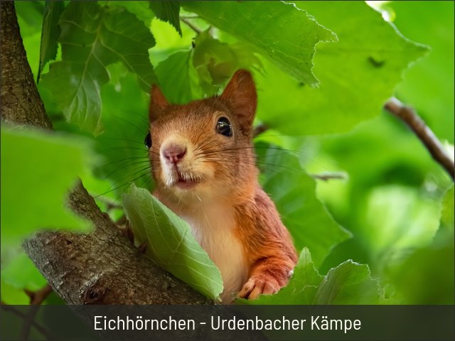Eichhörnchen - Urdenbacher Kämpe