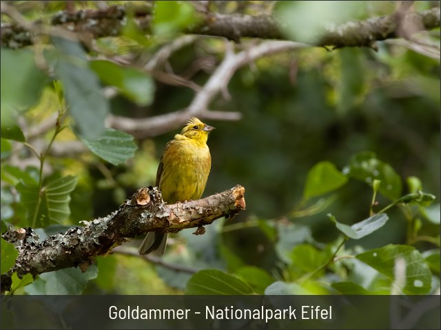 Goldammer - Nationalpark Eifel