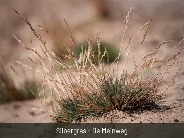 Silbergras - De Meinweg