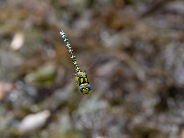 Blaugrüne Mosaikjungfer - Wahner Heide