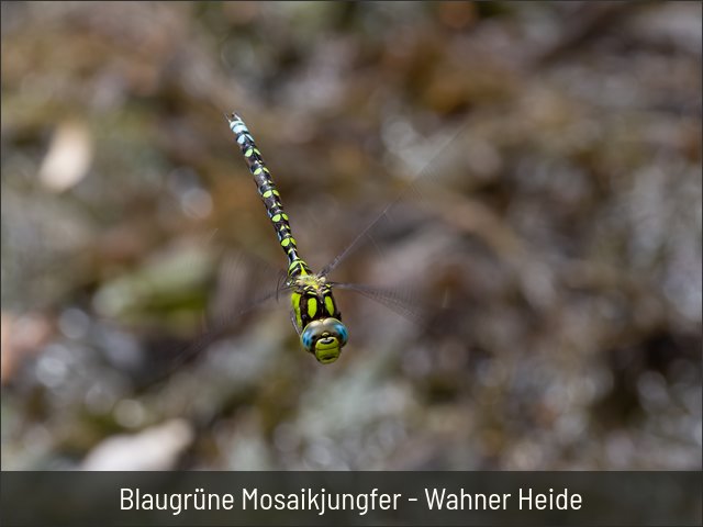 Blaugrüne Mosaikjungfer - Wahner Heide