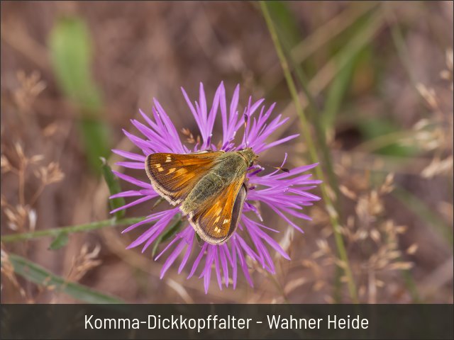 Komma-Dickkopffalter - Wahner Heide