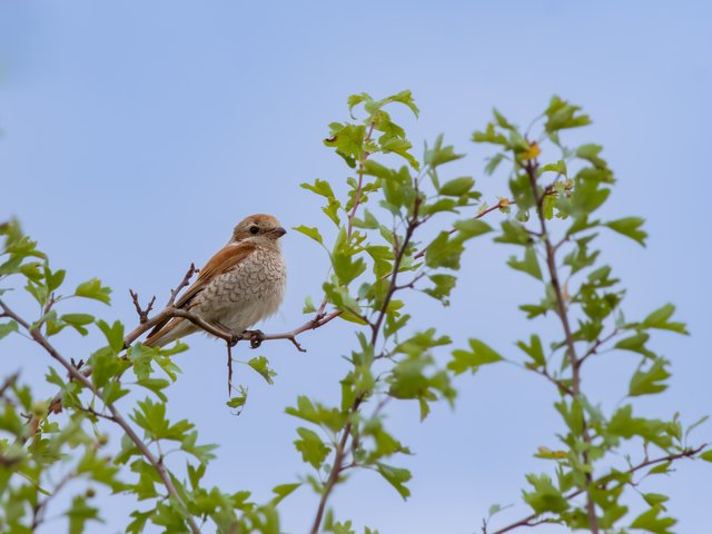 Neuntöter - Wahner Heide