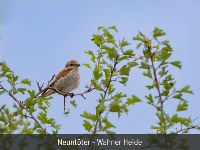 Neuntöter - Wahner Heide