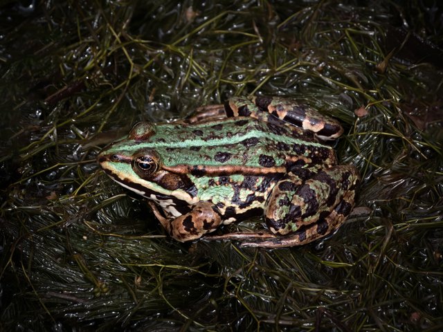 Wasserfrosch - Wahner Heide