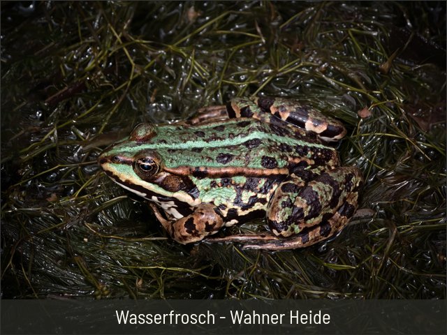 Wasserfrosch - Wahner Heide