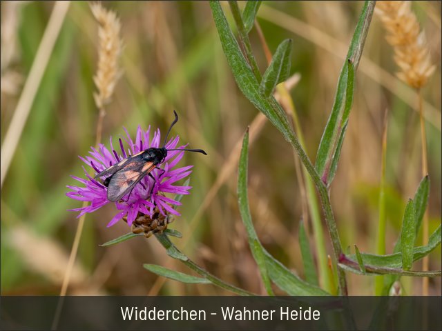 Widderchen - Wahner Heide