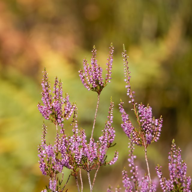 Besenheide - Wahner Heide