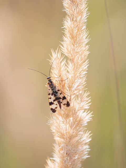 Gemeine Skorpionsfliege - Wahner Heide