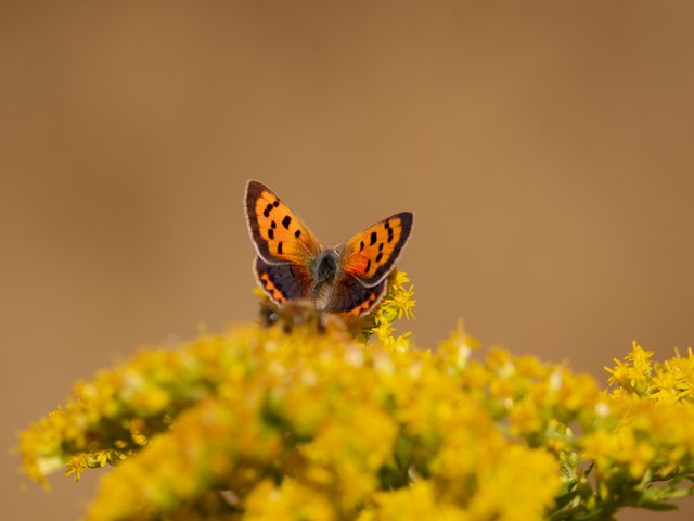 Kleiner Feuerfalter - Wahner Heide