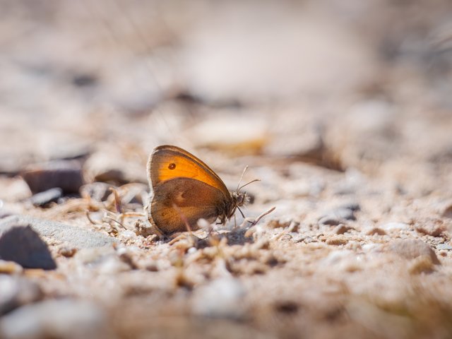 Kleines Wiesenvögelchen - Wahner Heide