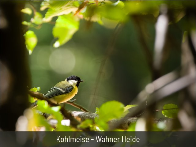 Kohlmeise - Wahner Heide