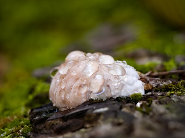 Rotrandiger Baumschwamm - Wahner Heide