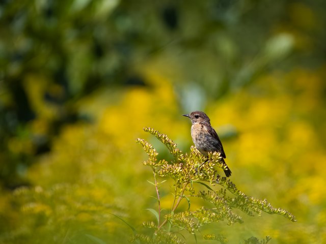 Schwarzkehlchen in Goldruten - Wahner Heide