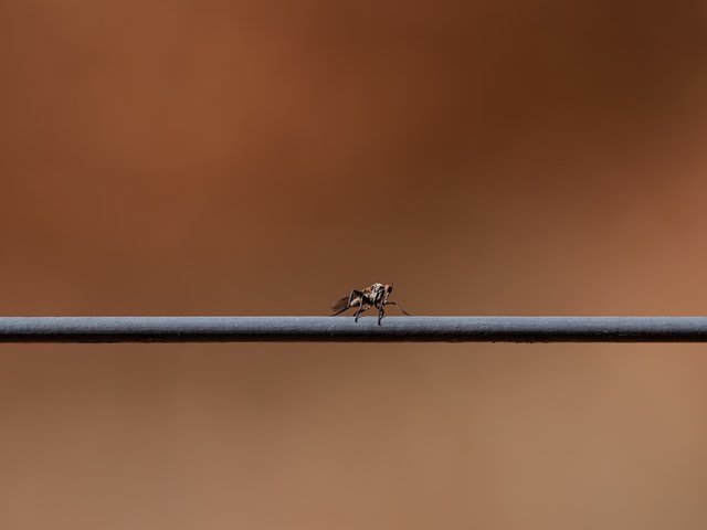 Tanzfliege auf Drahtseil - Wahner Heide