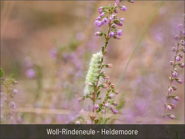 Woll-Rindeneule - Heidemoore