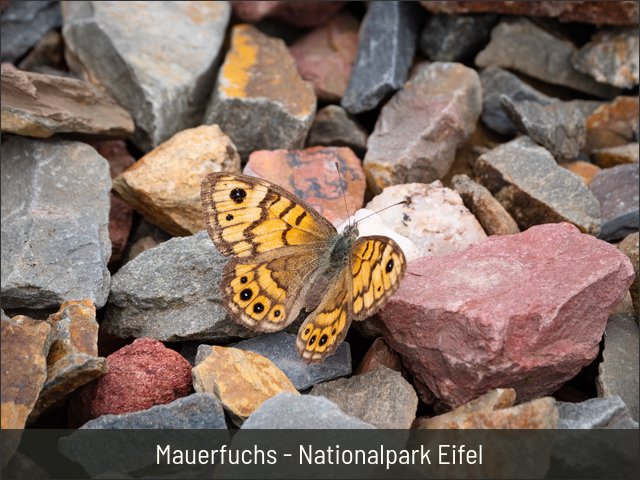 Mauerfuchs - Nationalpark Eifel