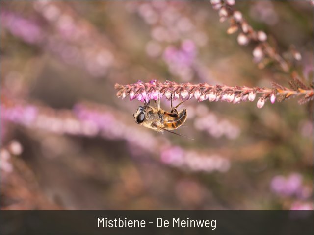 Mistbiene - De Meinweg