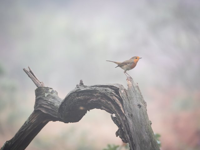 Rotkehlchen im Nebel - De Meinweg