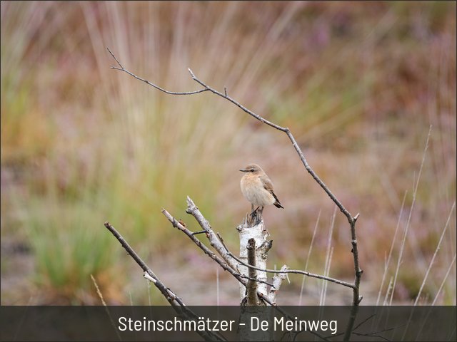 Steinschmätzer - De Meinweg