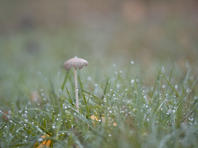 Tintling - De Meinweg