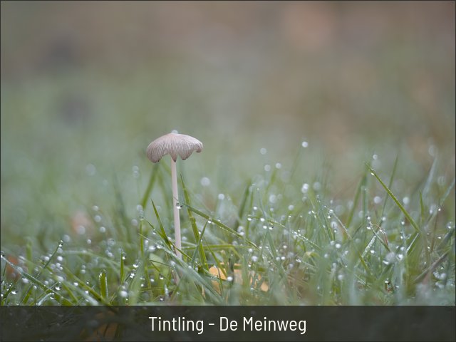 Tintling - De Meinweg