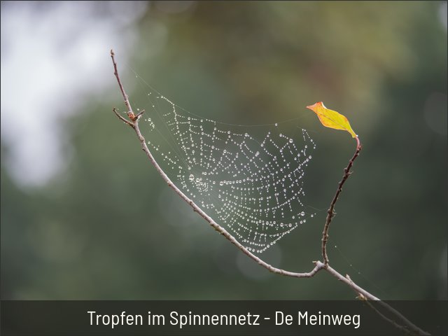 Tropfen im Spinnennetz - De Meinweg