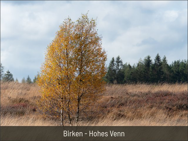 Birken - Hohes Venn