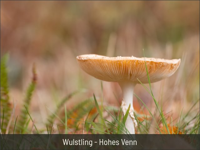 Wulstling - Hohes Venn