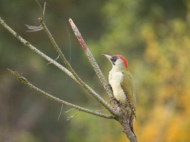 Grünspecht - Wahner Heide