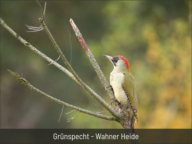 Grünspecht - Wahner Heide