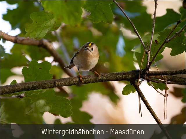 Wintergoldhähnchen - Maasdünen