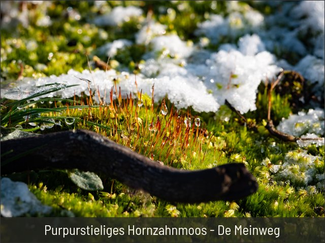 Purpurstieliges Hornzahnmoos - De Meinweg