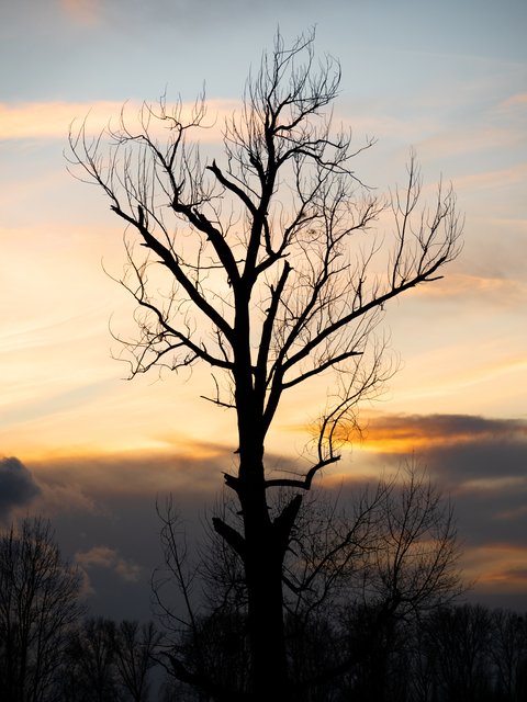 Baumsilhouette - Rheinufer Urdenbach