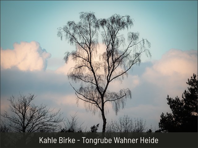 Kahle Birke - Tongrube Wahner Heide