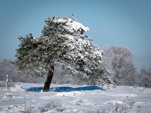 Kiefer im Schnee - Hohes Venn