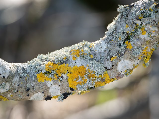 Diverse Flechten - Nationalpark Eifel